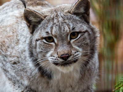 Euraziatische lynx - De Zonnegloed - Dierenpark - Dieren opvangcentrum - Sanctuary